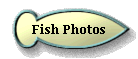 Fish Photos